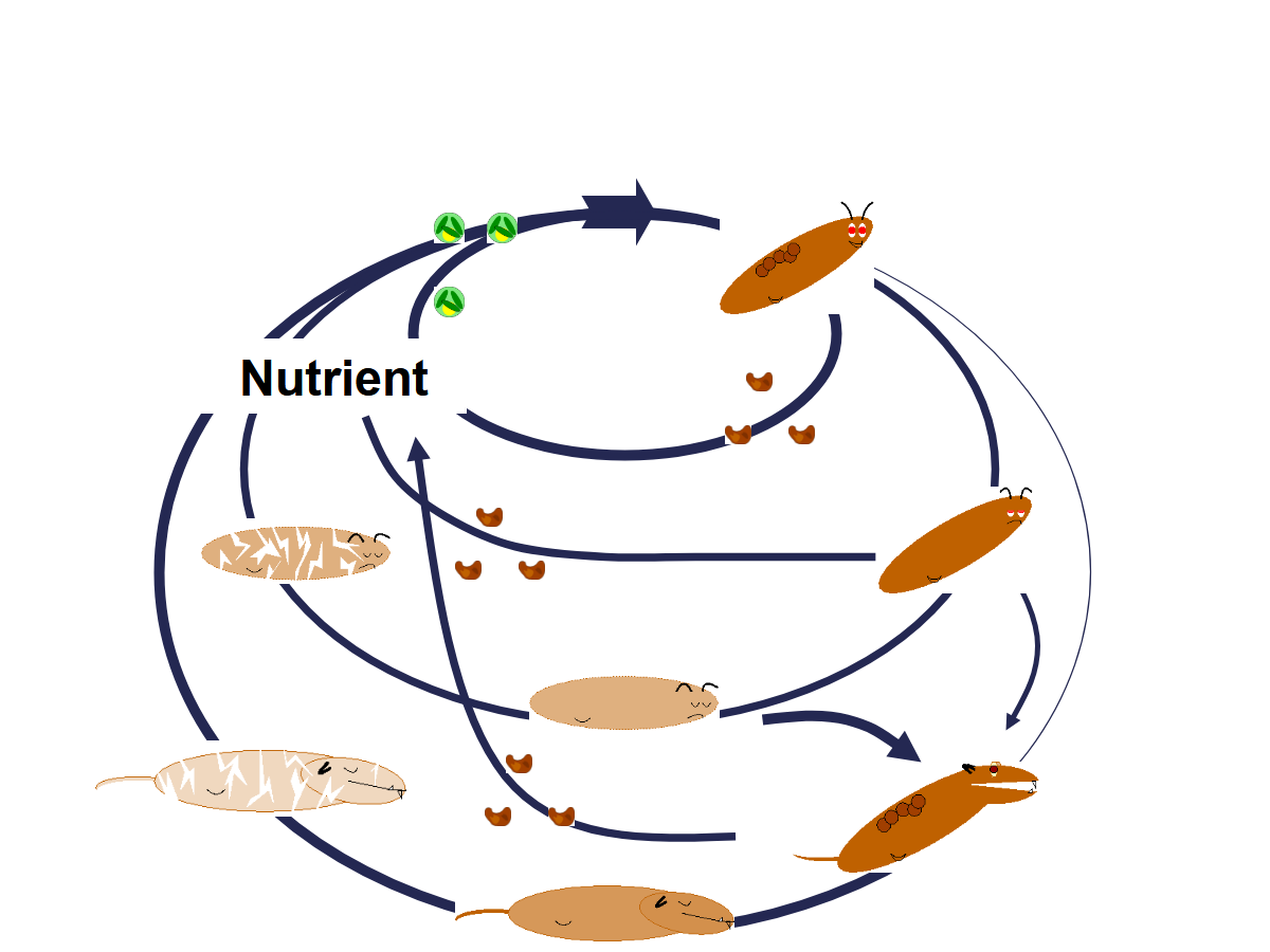 Heterotrophs feed on autotrophs, which consume nutrients. 
         They also die, which returns nutrients for autotrophs. 
         Predators have a preference for the post-reproductive stage and the weak, which compete for food with the productive subpopulation. 
         So do parasites, which can reproduce fast and pose a larger threat. 
         Predators reduce the parasitation risk for the productive subpopulation.